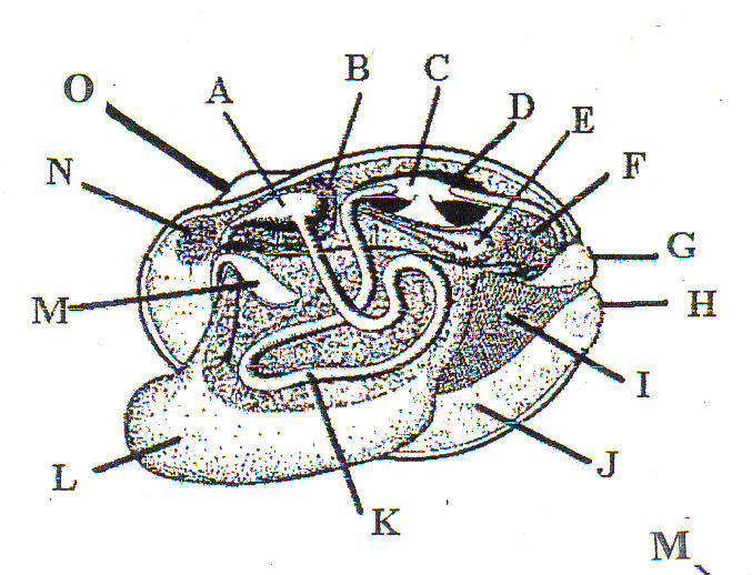 Bivalve Mollusk Diagram